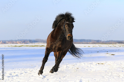 Pony im Schnee