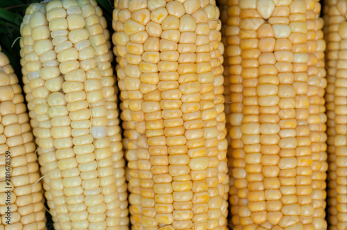 Wallpaper Mural Corn kernels of Golden color, macro Torontodigital.ca