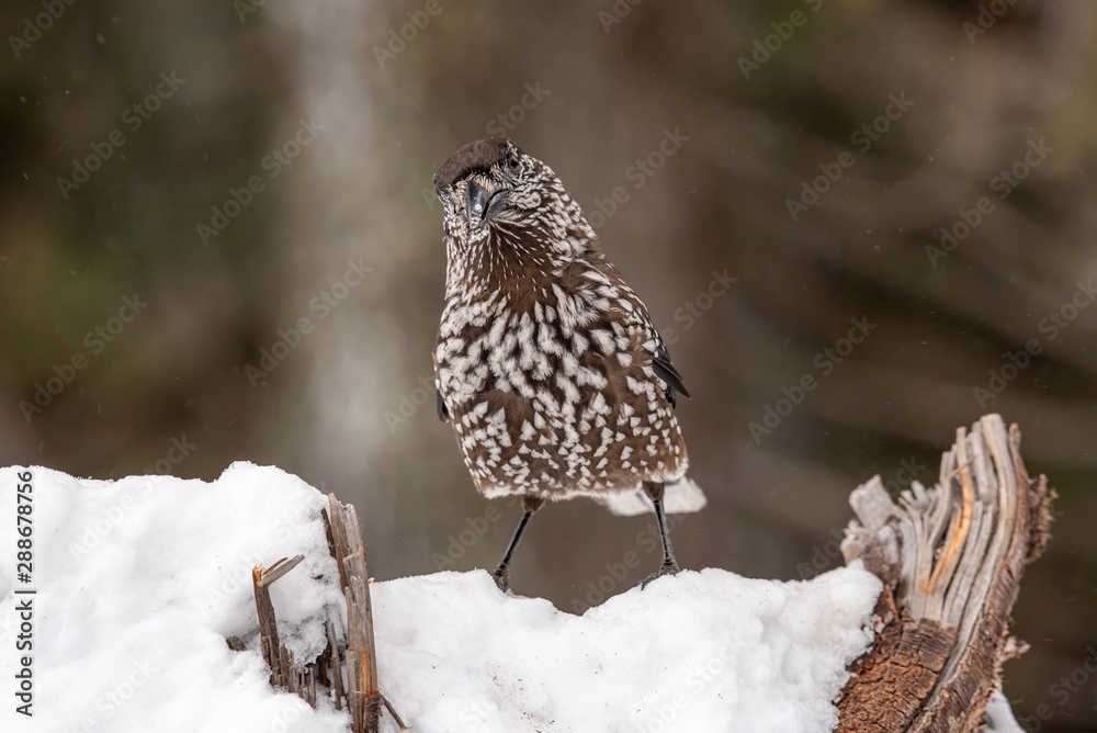 Fototapeta premium Spotted Nutcracker (Nucifraga caryocatactes) sitting on the perch