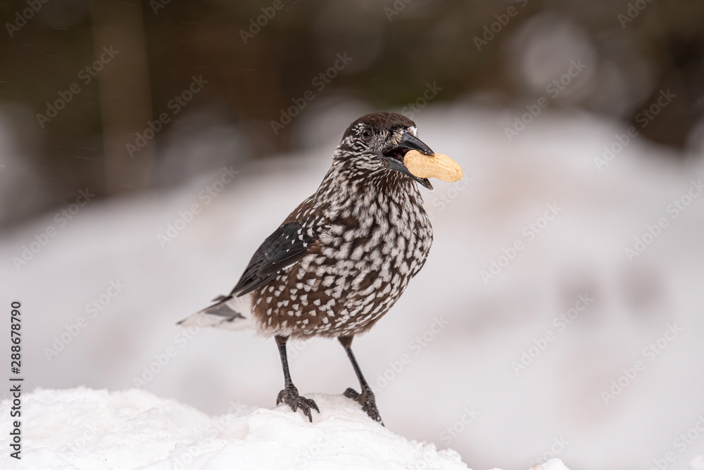 Spotted Nutcracker (Nucifraga caryocatactes) in winter forest. Spotted Nutcracker (Nucifraga caryocatactes) in winter forest.