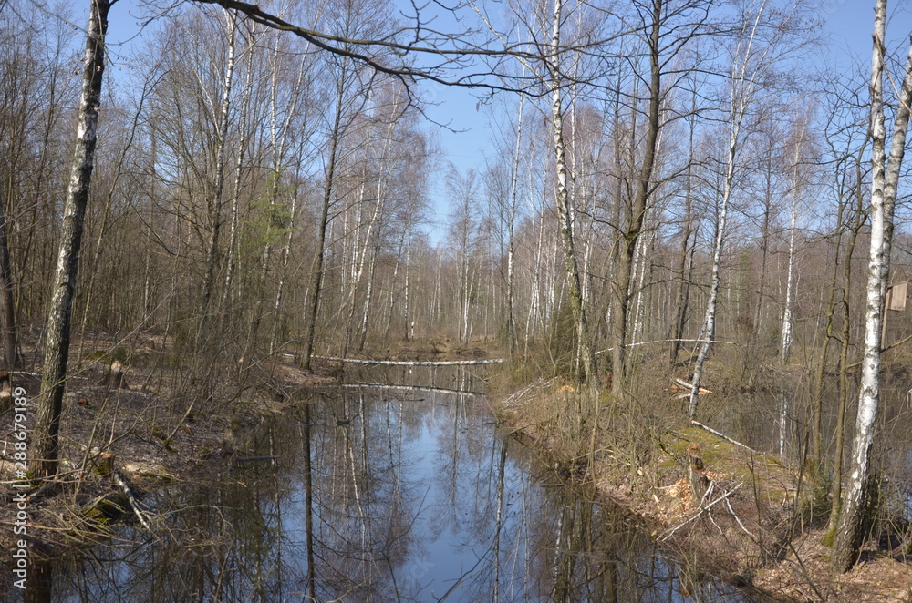 A forest and a river in early spring