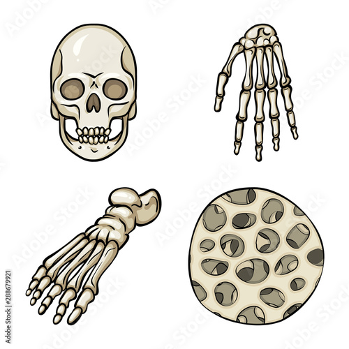 Vector design of bone and skeleton sign. Set of bone and human vector icon for stock.