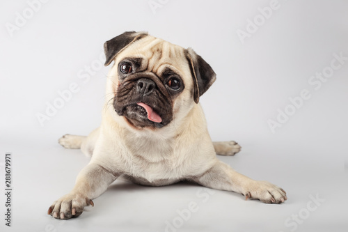Cute pug dog breed with attentive look behind white background © jcalvera
