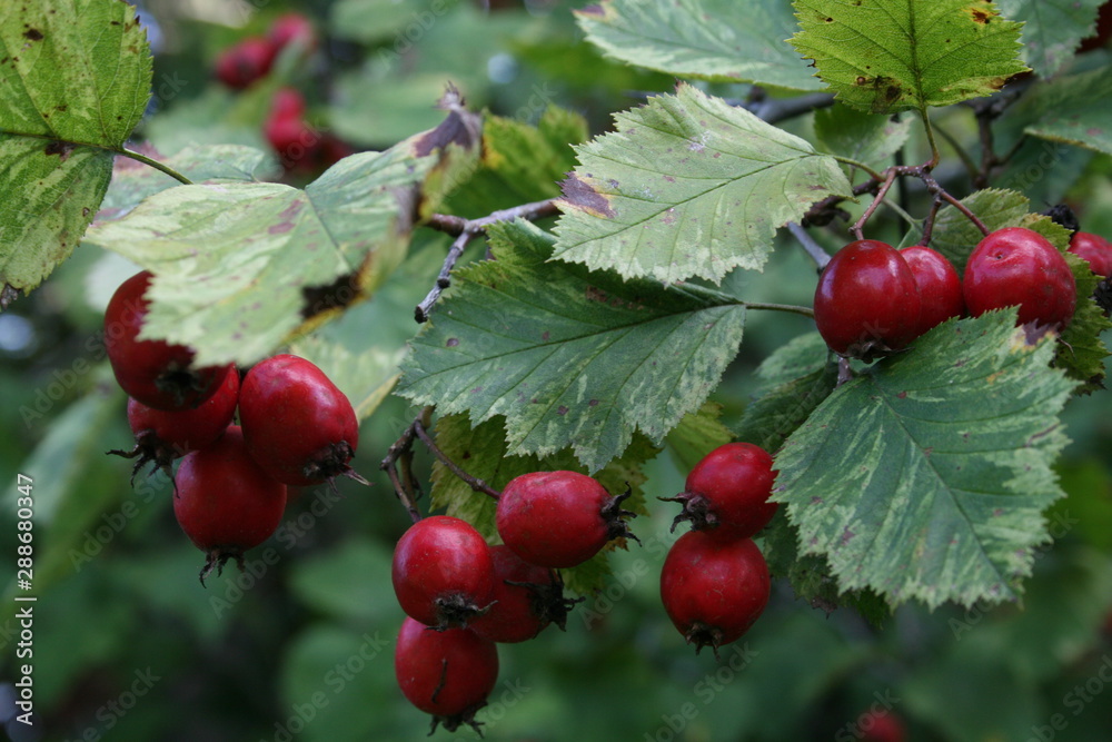 red berries on branch