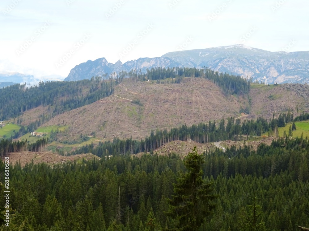 The Dolomites woods that suffered an environmental disaster in the autumn of 2018, In Trentino alto Adige, near the village of Carezza - August 2019.