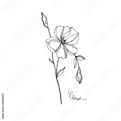 Vector Flax floral botanical flowers. Black and white engraved ink art. Isolated flax illustration element.