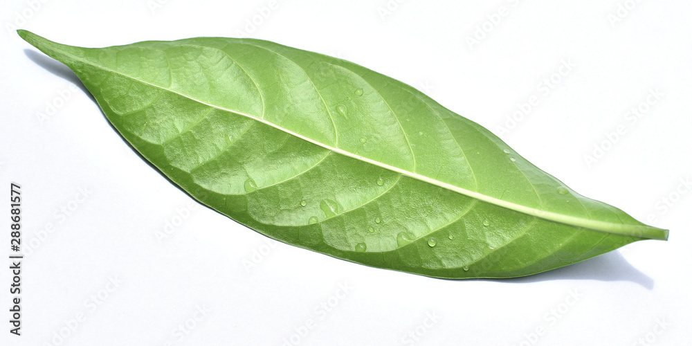 Obraz premium isolated green leaf on white background