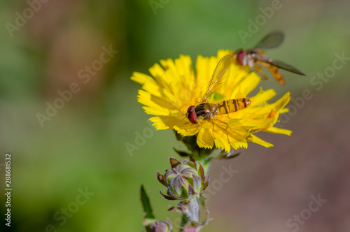 little yellow hoverfly on blossom of flower