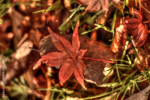 赤い紅葉の葉 日本の秋 もみじ Japanese Autumn leaves 会津5