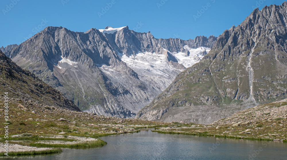 High mountain alpine snow covered peaks and a crystal clean alpine stream surrounded by alpine plants and rocks.