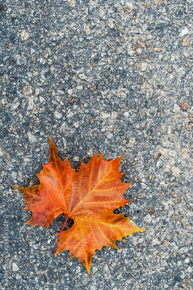 Autumn composition with beautiful orange leaf on road background. Top view, flat lay, vintage toning. Autumn relax concept . The picture with copy space for your design or your text. Autumn composition with beautiful orange leaf on road background. Top view, flat lay, vintage toning. Autumn relax concept . The picture with copy space for your design or your text.