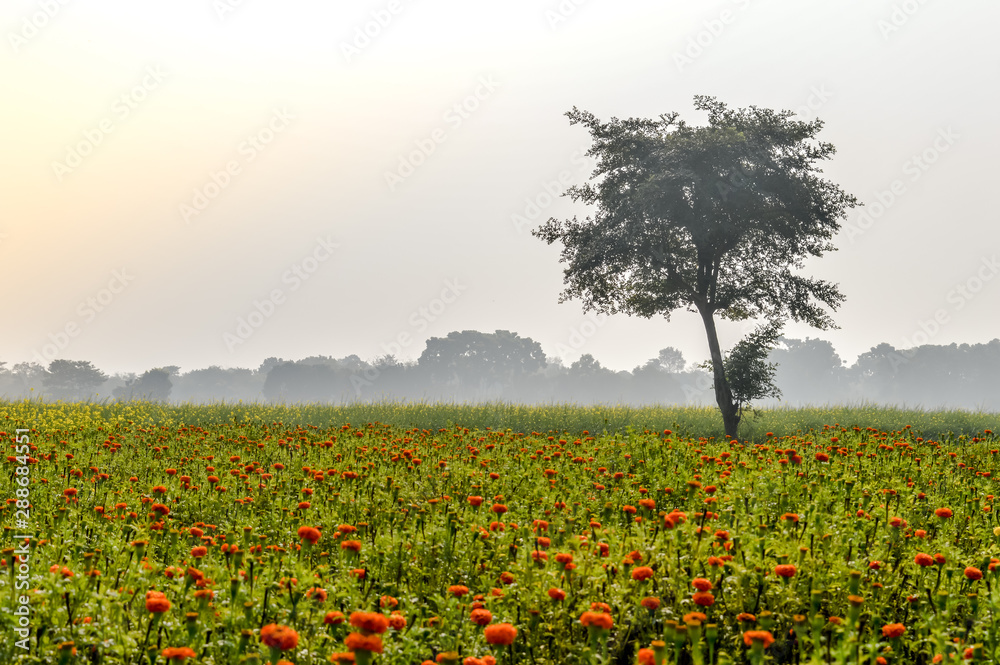 Agricultural field with blooming sunflower ripening at spring season. A scenic natural landscape scenery with agricultural field in Bardhaman West Bengal, North East India depicting simple rural life.
