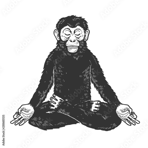 Chimpanzee monkey meditating in Lotus position sketch engraving vector illustration. Tee shirt apparel print design. Scratch board style imitation. Black and white hand drawn image.