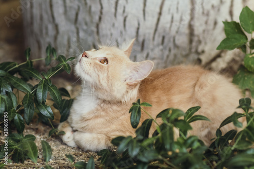 summer portrait of a cute ginger kitten with brown eyes lying under a tree trunk on the ground among green plants, cat looking up playfully