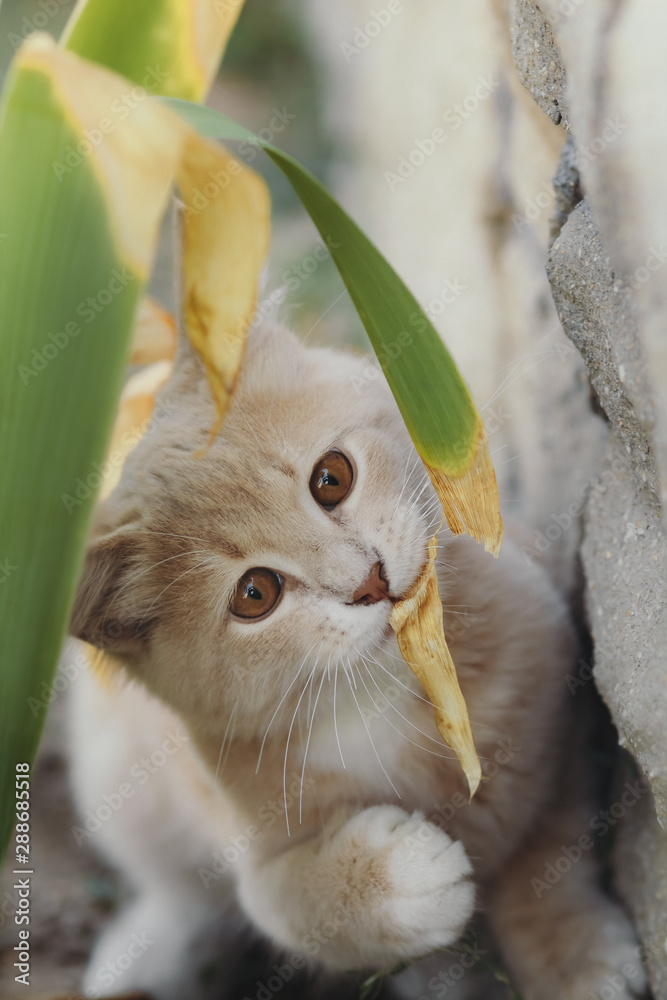 Kitten walks deals funny