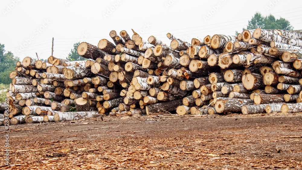 birch logs ready for transportation