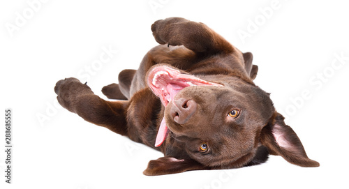 Εκτύπωση καμβά Funny adorable Labrador puppy lying on his back isolated on a white background