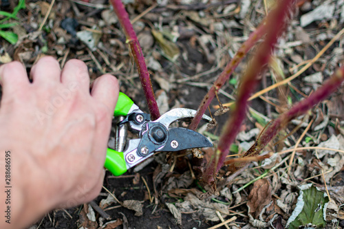 secateurs cut old raspberry bushes in the garden