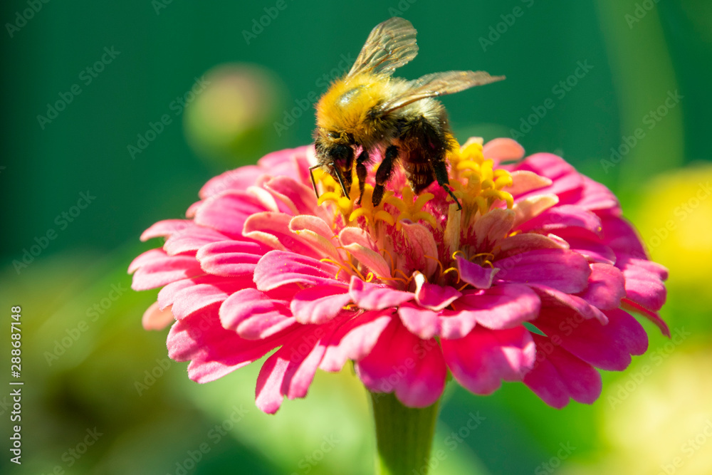 Macro of the Caucasian gray-black striped bumblebee Bombus serrisquama with yellow belly collecting nectar on the yellow stamens of the pink flower Zinnia Macro of the Caucasian gray-black striped bumblebee Bombus serrisquama with yellow belly collecting nectar on the yellow stamens of the pink flower Zinnia