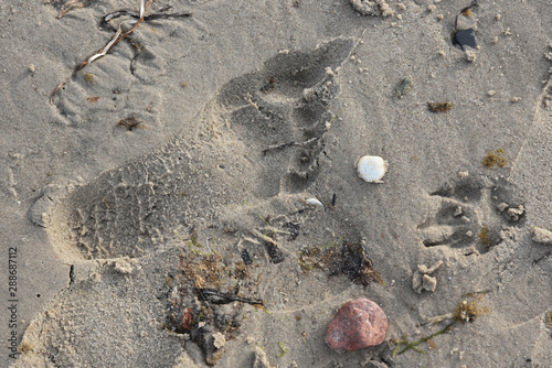 Spuren im Sand
