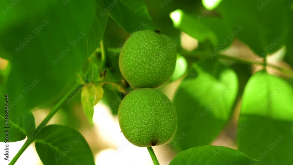 green walnuts on a tree branch green walnuts on a tree branch