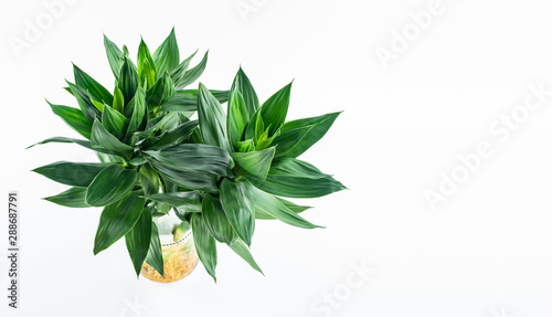 A pot of green hydroponic plant rich bamboo on a white background