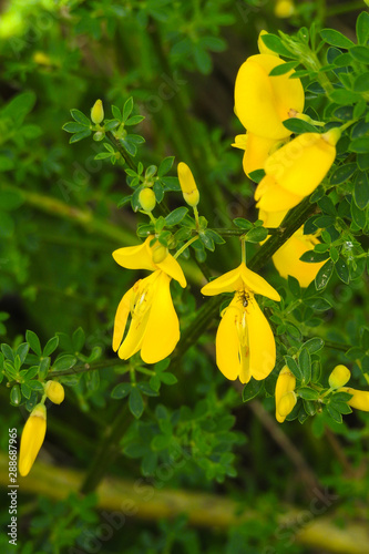 Ginestra dei carbonai (Cytisus scoparius) in fioritura photo