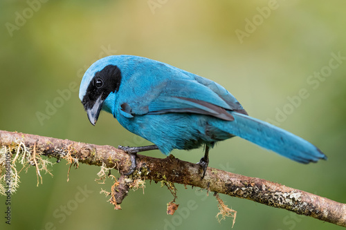 Turquoise Jay - Cyanolyca turcosa, beautiful blue jay from Andean slopes, Guango Lodge, Ecuador.