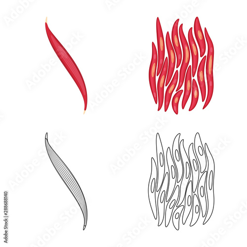 Vector design of fiber and muscular symbol. Collection of fiber and body vector icon for stock.