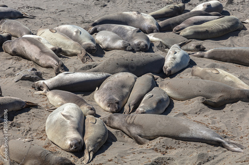 Elephant seals basking in the sun on a California beach