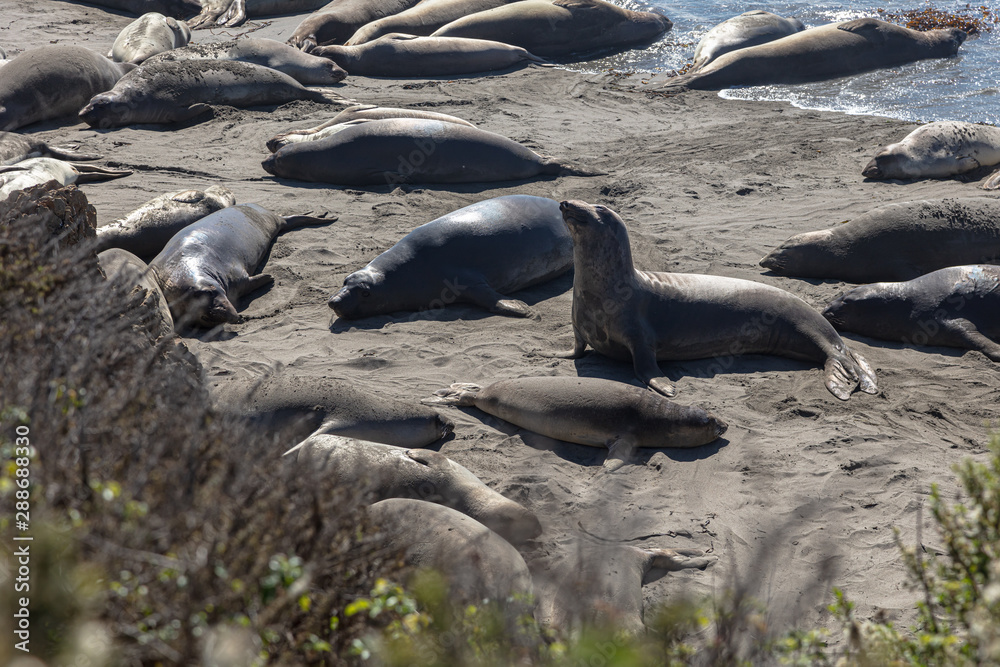 Fototapeta premium Elephant seals basking in the sun on a California beach