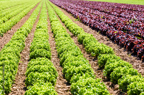 Rows of green and red oak leaf lettuce grown in open field under a bright sunshine in the suburbs of Paris, France.