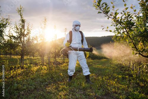 Fotografía A farmer outdoors in orchard at sunset, using pesticide chemicals
