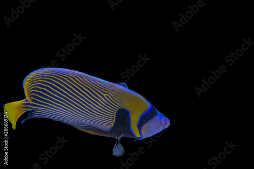 Beautiful marine angelfish fish