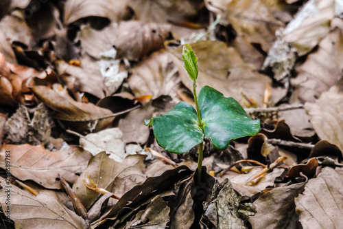 Faggio (Fagus sylvatica), giovane piantina tra le foglie