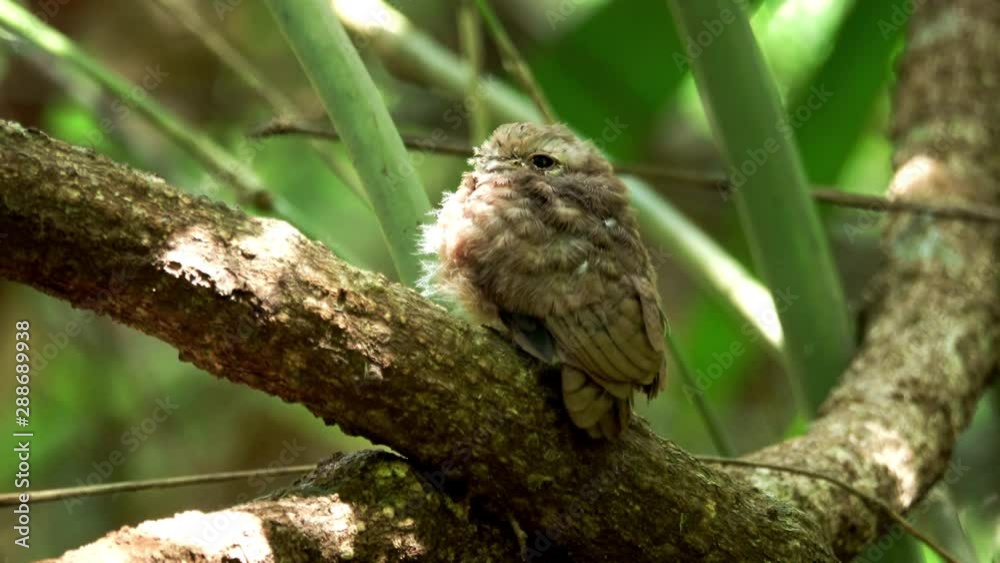 Baby frogmouth bird perching alone,rear view. Juvenile gould frogmouth bird sitting on branch with sunlight shining on soft plumage in southern forest of thailand,4K video. Baby frogmouth bird perching alone,rear view. Juvenile gould frogmouth bird sitting on branch with sunlight shining on soft plumage in southern forest of thailand,4K video.