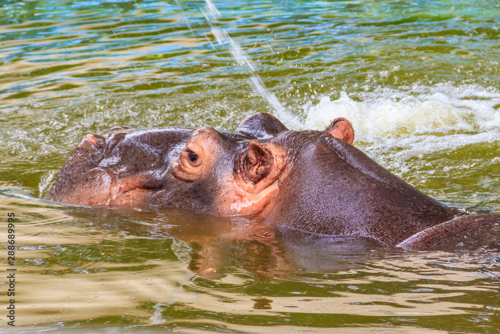 Common hippopotamus (Hippopotamus amphibius) or hippo in water Common hippopotamus (Hippopotamus amphibius) or hippo in water