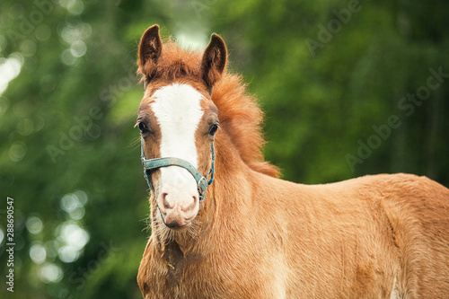 Portrait of a brown foal © Olga