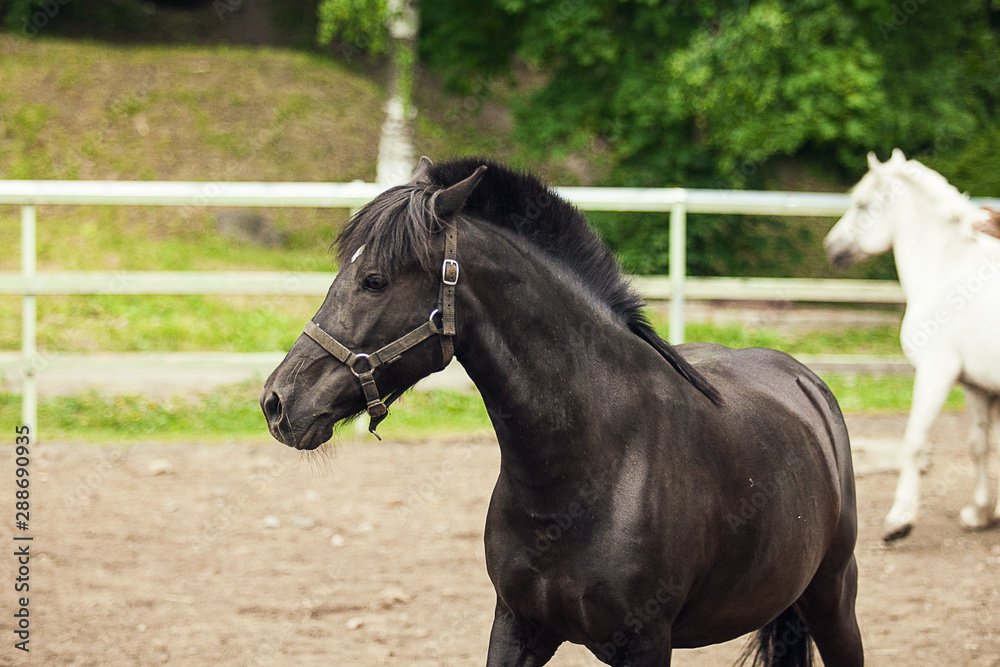 Fototapeta premium Black horse, head of black horse, close up