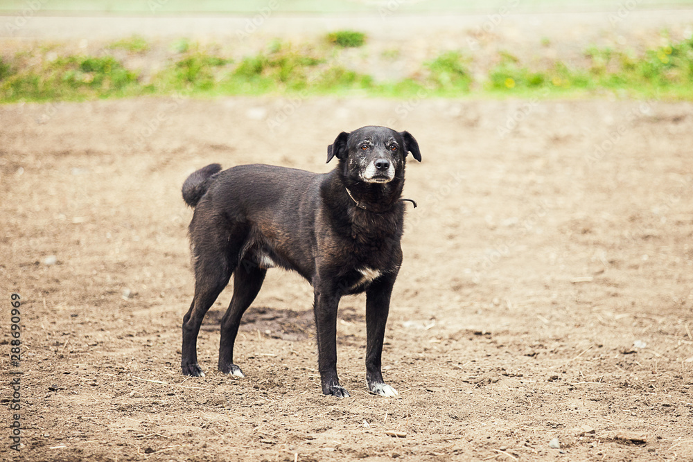 Black dog looking away Black dog looking away