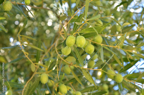 Organic green olives on a olive tree with selective focus and green leaves on background. Ripe olives harvest. Olive plantation. Raw healthy olive fruits on a tree branch. Greece olives. Agriculture 