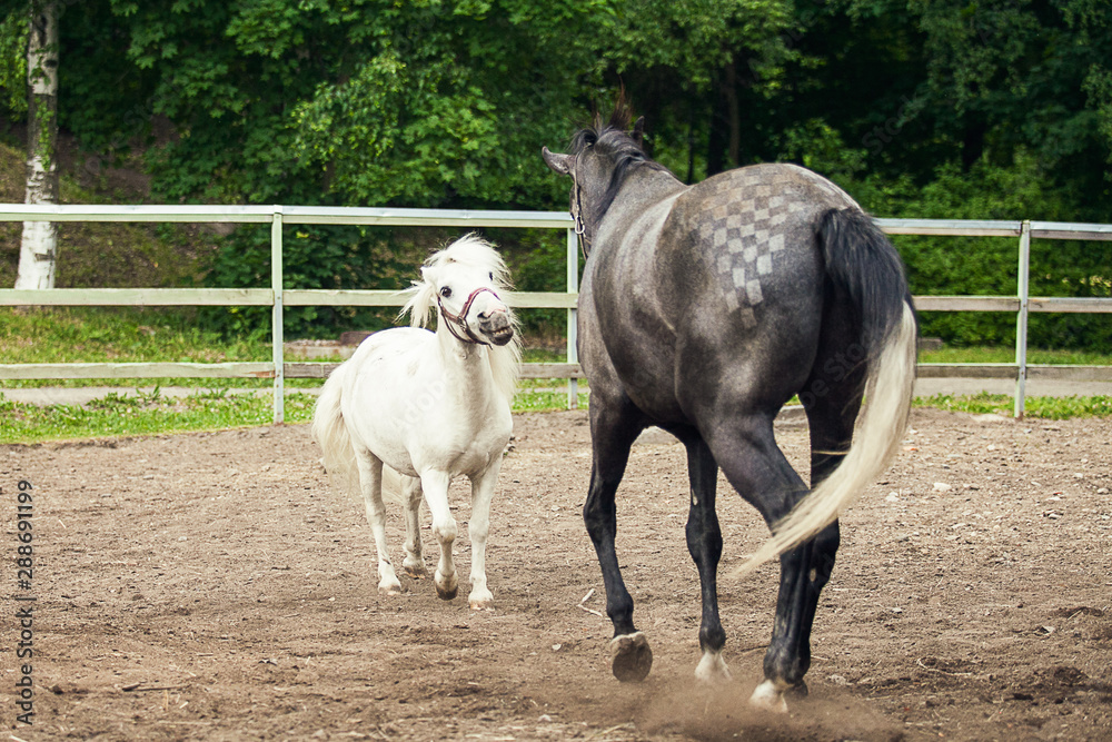 Obraz premium two horses on a farm