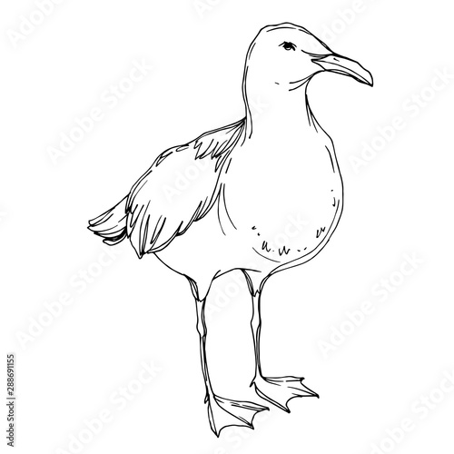 Vector Sky bird seagull in a wildlife isolated. Black and white engraved ink art. Isolated seagull illustration element.
