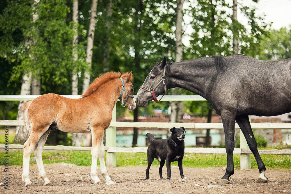 Black horse and brown foal, opposite one another, close up Black horse and brown foal, opposite one another, close up