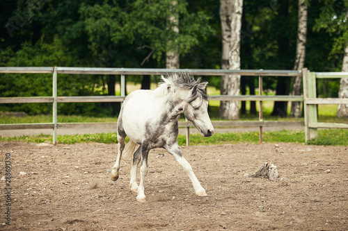 White horse running