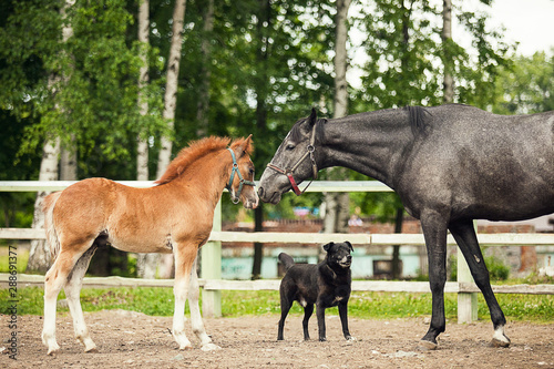 Black horse and brown foal  opposite one another  close up