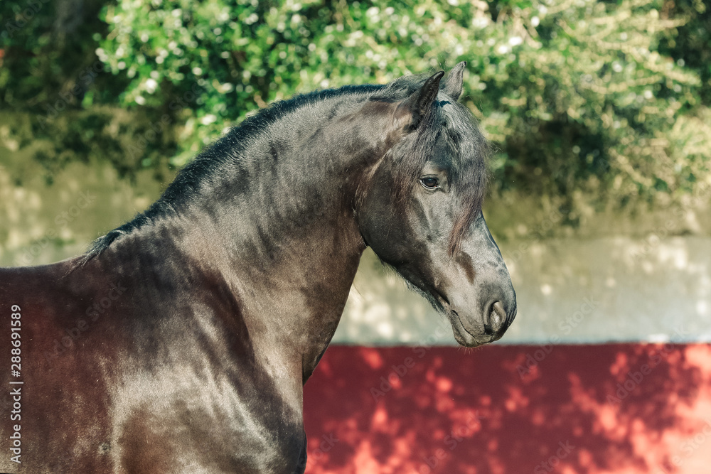 Obraz premium Brauner Andalusier Hengst - Portrait
