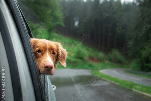 Photography dog looks out of the car window