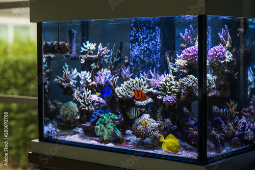 Marine fish tank in the house