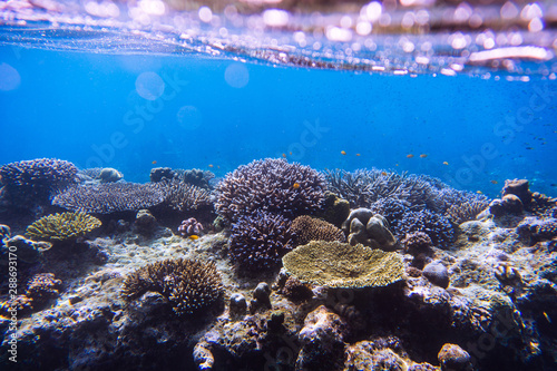 beautiful under water coral reef with tropical fish at Mu Ko Surin National park , Thailand 